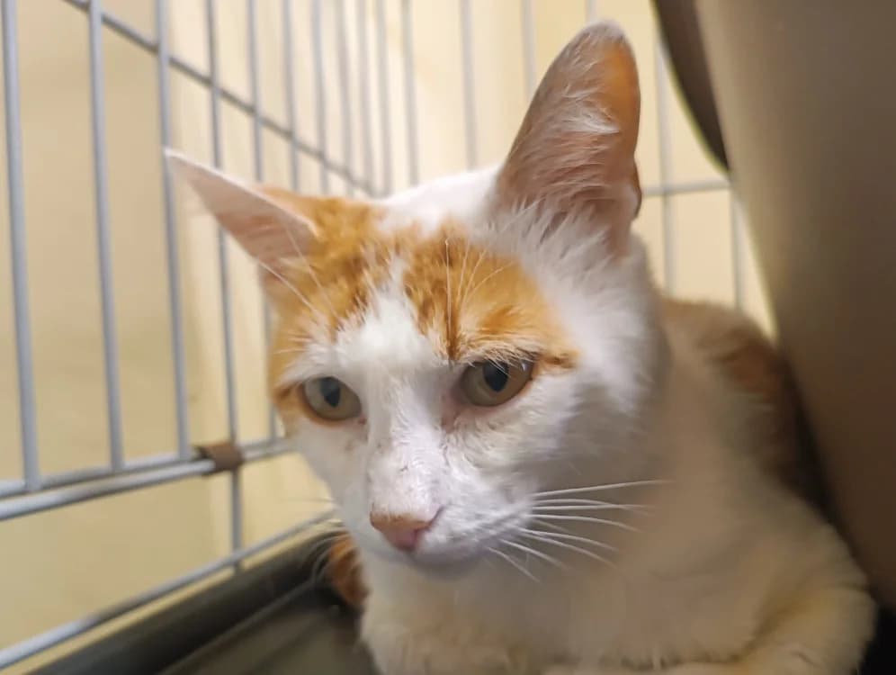 FRANKENWEENIE, male 4yo Mixed Breed for adoption at Le Bois Pinson), Bois Pinson
