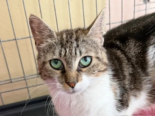 Saliba, female young Mixed Breed for adoption at Le Bois Pinson), Bois Pinson