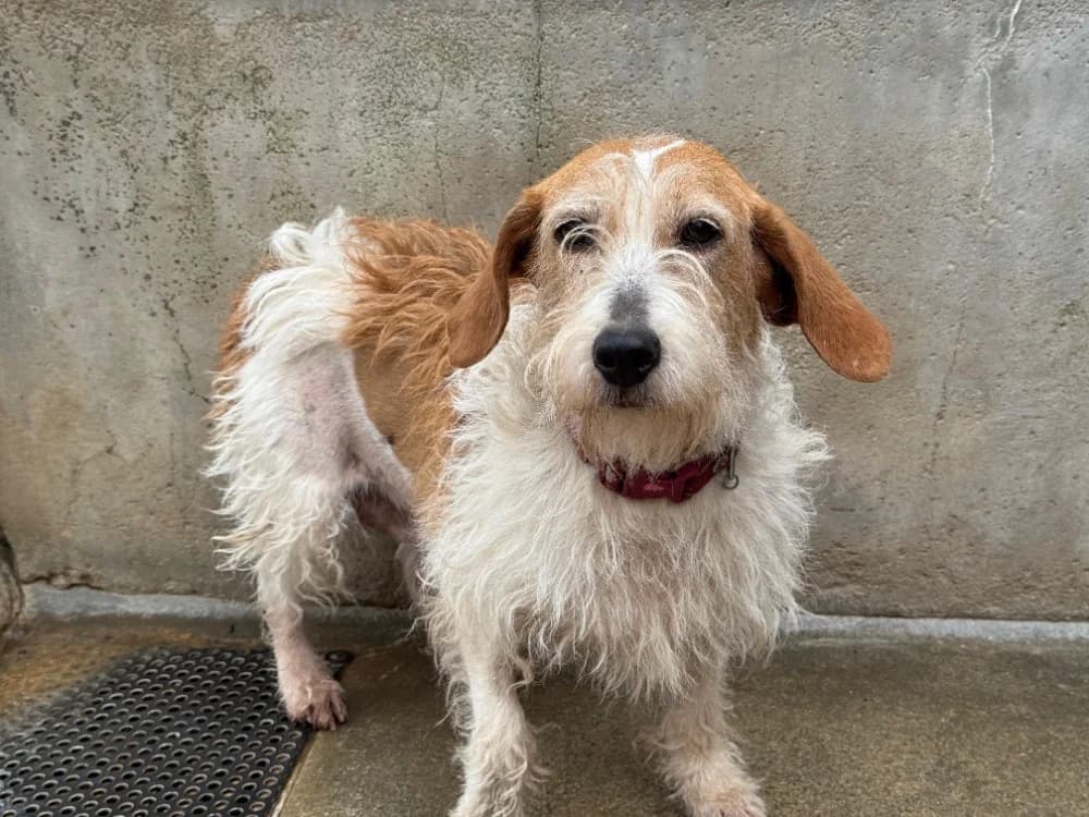 Malonne, female senior mixed breed for adoption at Le Bois Pinson), Bois Pinson