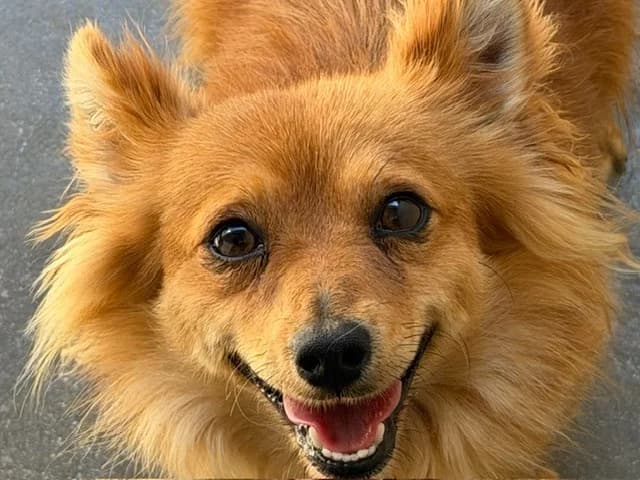 Gusto, male 5yo Mixed Breed for adoption at Le Bois Pinson), Bois Pinson