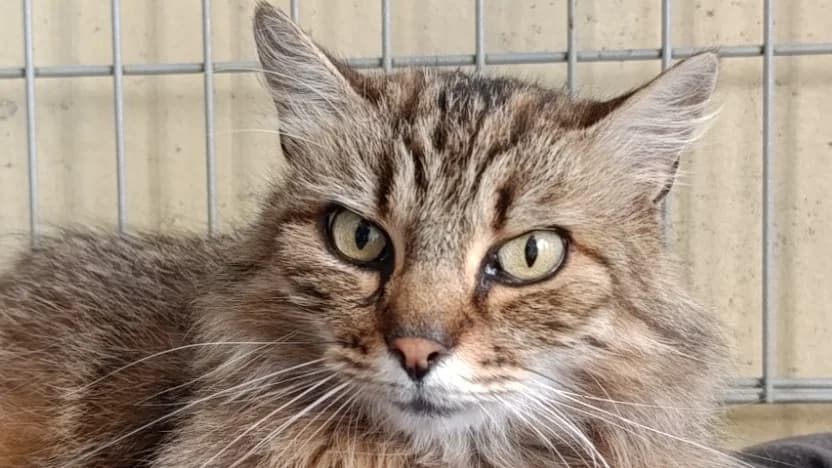 Ithaca, female 4yo Mixed Breed for adoption at Le Bois Pinson), Bois Pinson