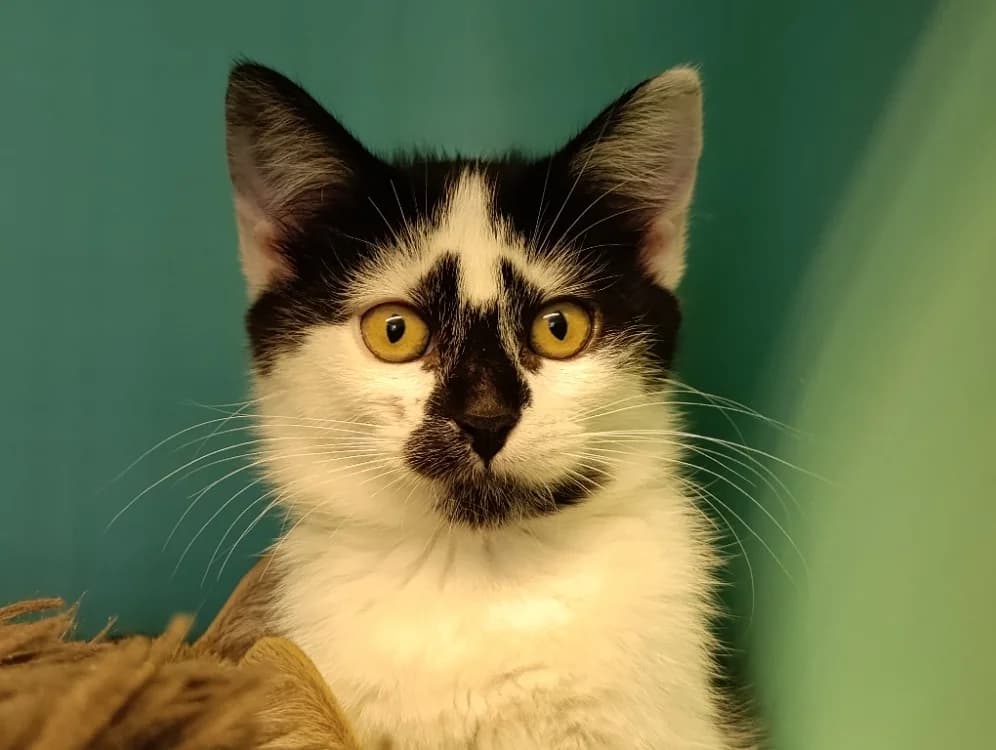 Mateta, female Mixed Breed for adoption at Le Bois Pinson), Bois Pinson