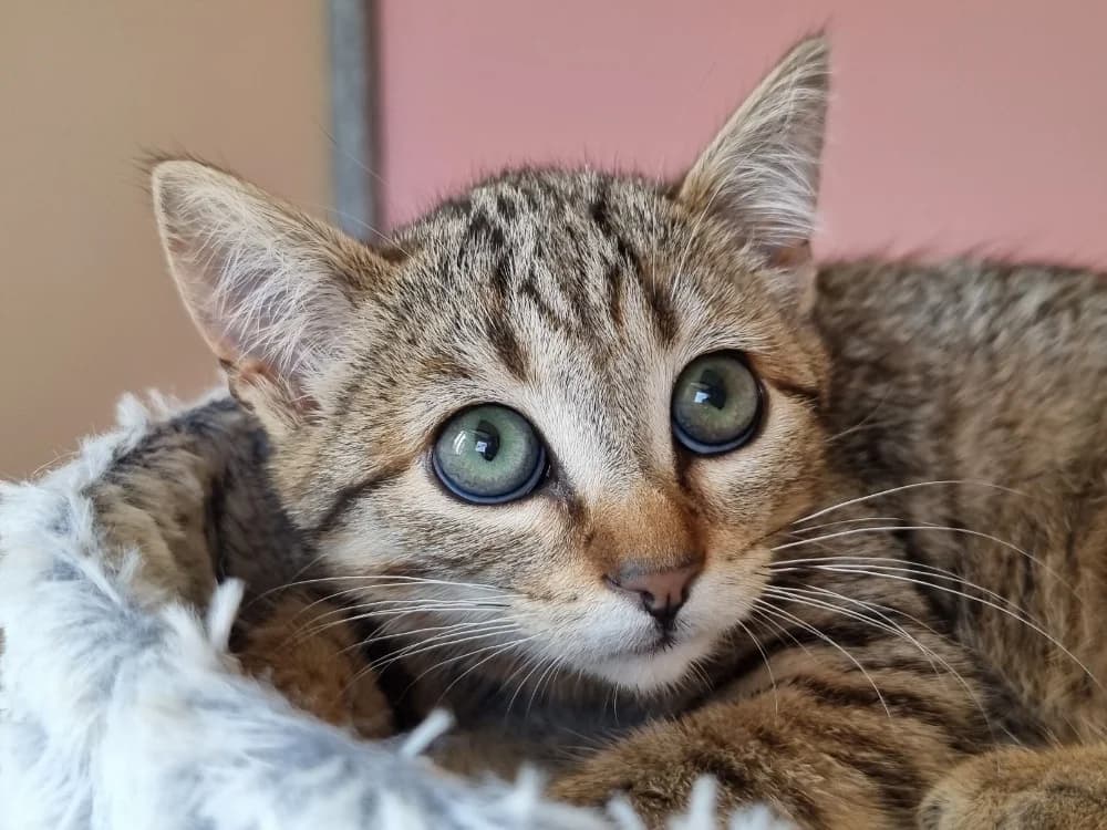 Calba, female Mixed Breed for adoption at Le Bois Pinson), Bois Pinson