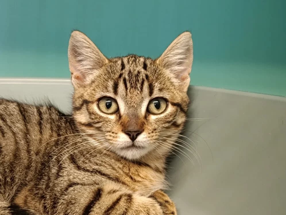 Olise, female Mixed Breed for adoption at Le Bois Pinson), Bois Pinson