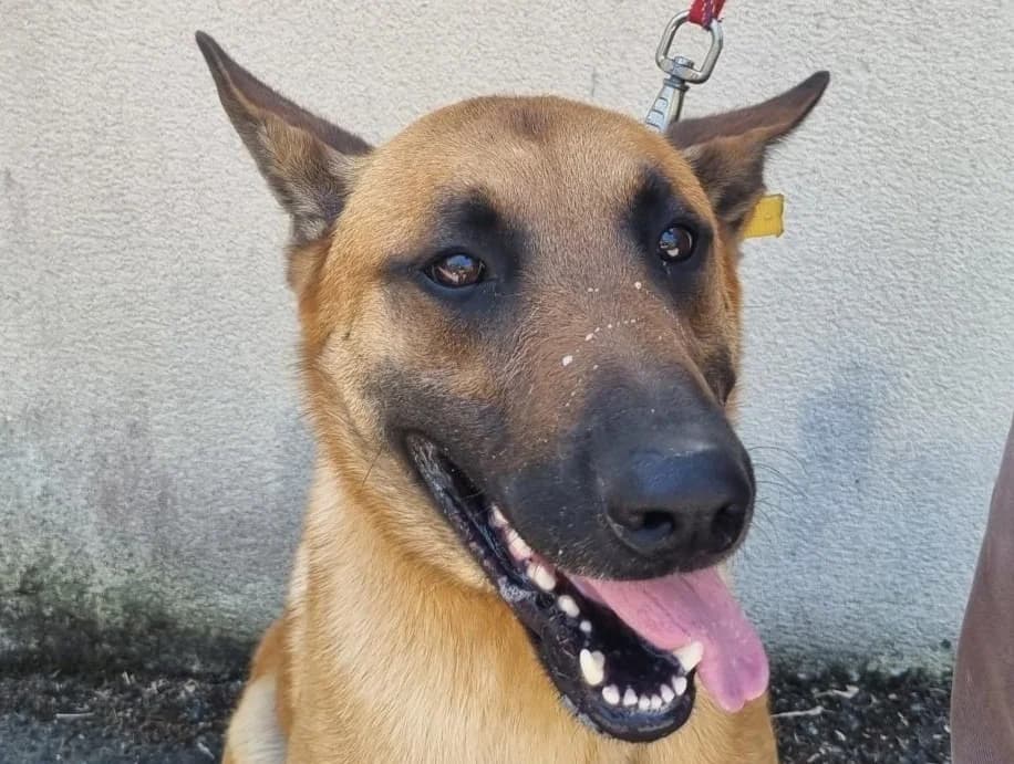 Doxy, male 3yo Belgian Malinois for adoption at Le Bois Pinson), Bois Pinson