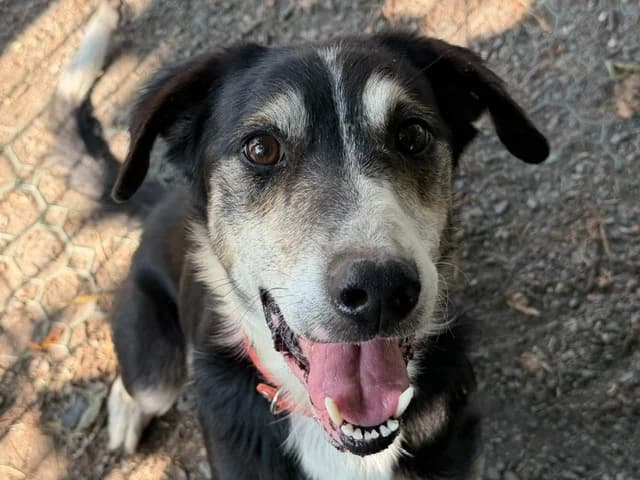 Loupiotte, male 7yo Mixed Breed for adoption at Le Bois Pinson), Bois Pinson