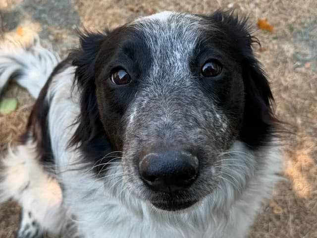 Naïko, male 4yo English Setter for adoption at Le Bois Pinson), Bois Pinson