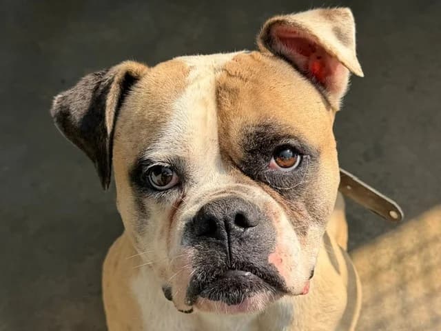 Samba, female 4yo Mixed Breed for adoption at Le Bois Pinson), Bois Pinson