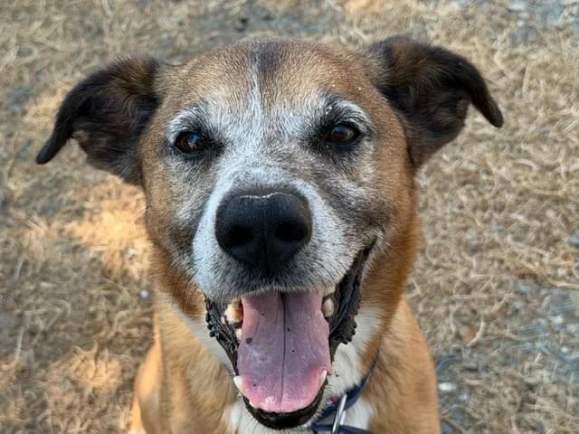 Kabuto, male senior Mixed Breed for adoption at Le Bois Pinson), Bois Pinson