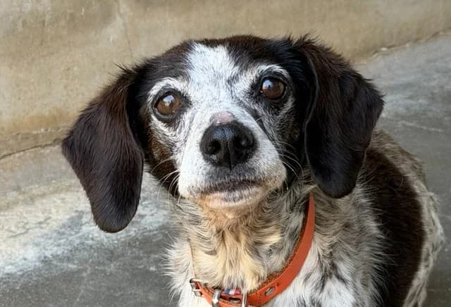 Jess, female senior Mixed Breed for adoption at Le Bois Pinson), Bois Pinson