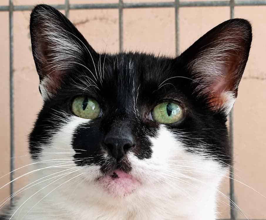 Nausicaa, female 6yo Mixed Breed for adoption at Le Bois Pinson), Bois Pinson