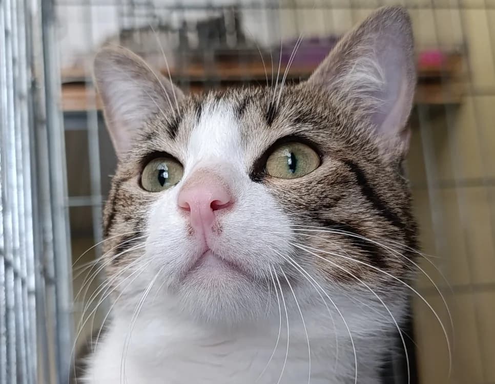 Patrocle, male 5yo Mixed Breed for adoption at Le Bois Pinson), Bois Pinson