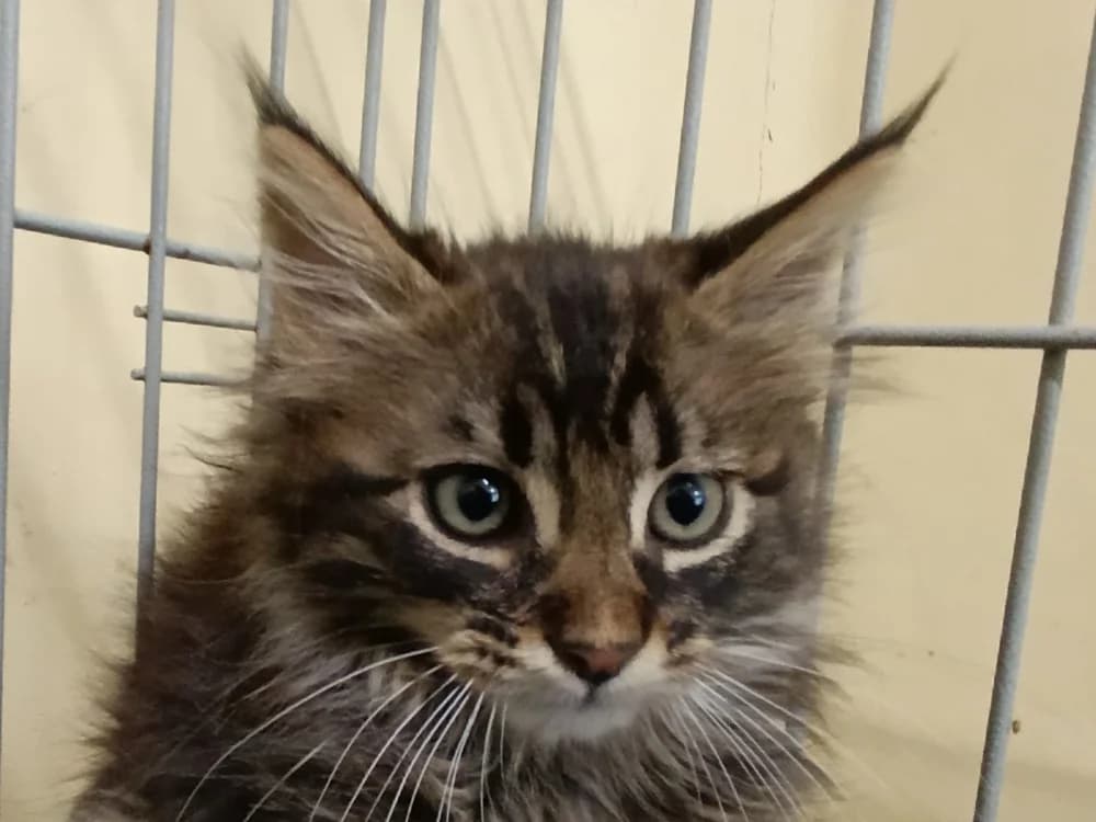 Circe, male Mixed Breed for adoption at Le Bois Pinson), Bois Pinson