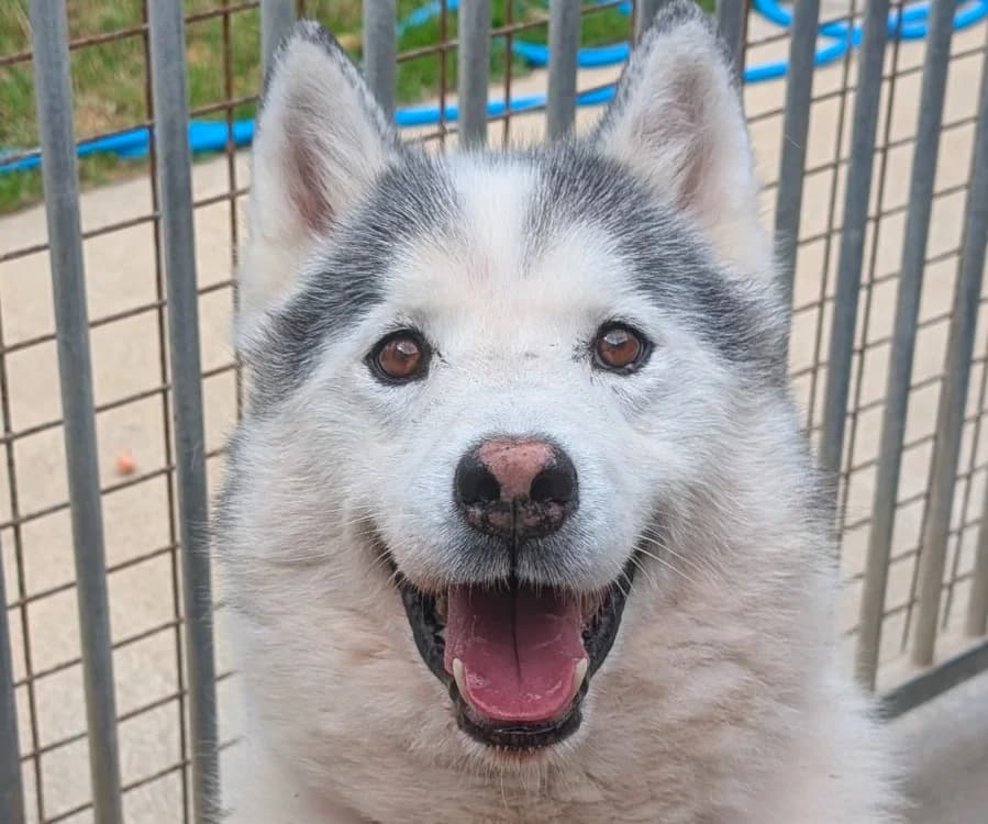 Hachi, male senior Husky for adoption at Le Bois Pinson), Bois Pinson