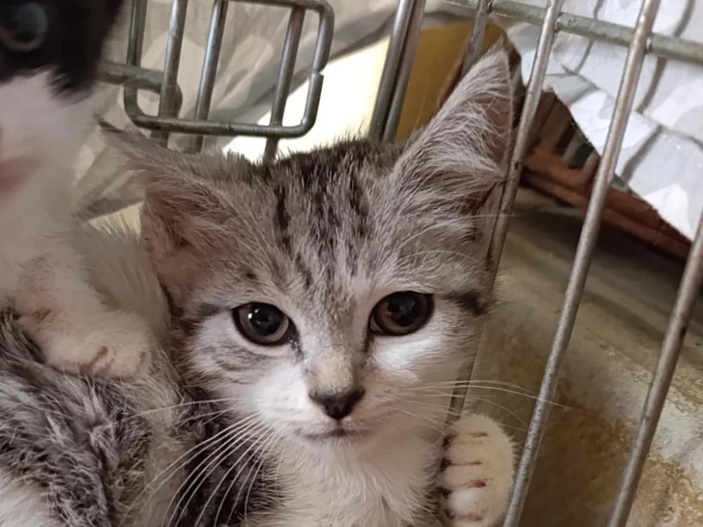 Helen, female Mixed Breed for adoption at Le Bois Pinson), Bois Pinson