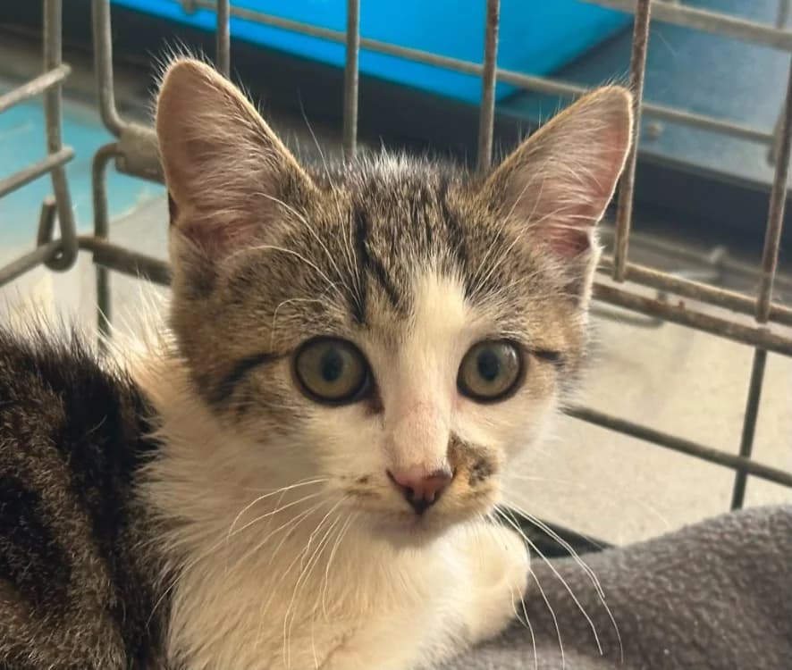 Telemaque, male Mixed Breed for adoption at Le Bois Pinson), Bois Pinson