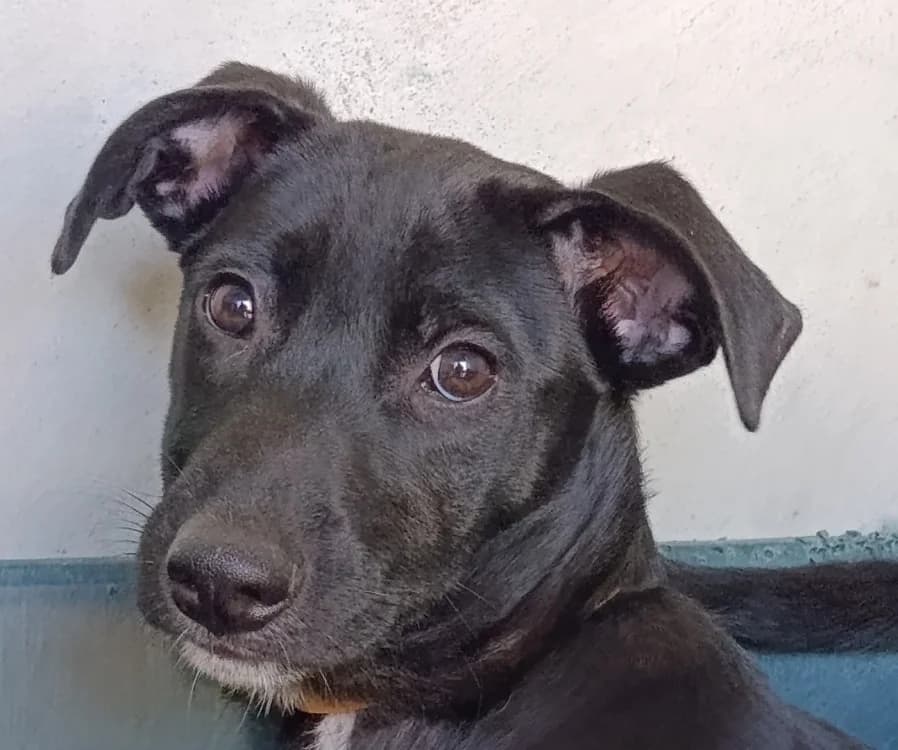 Den, female Labrador Retriever for adoption at Le Bois Pinson), Bois Pinson