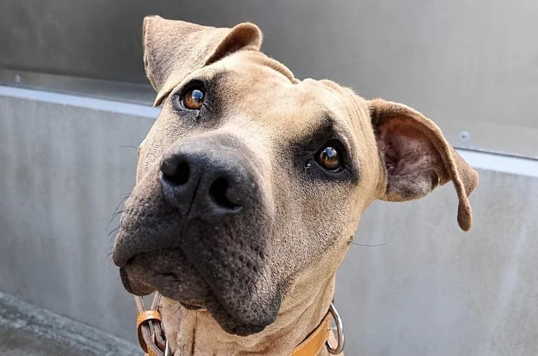 Jo, male young mixed breed for adoption at Le Bois Pinson), Bois Pinson