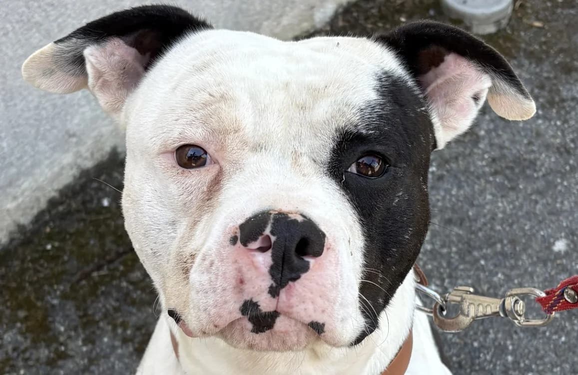 VALLIUM, male young French Bulldog for adoption at Le Bois Pinson), Bois Pinson