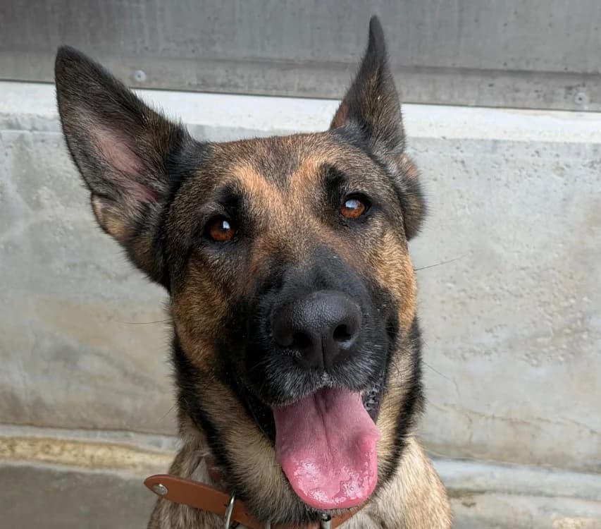 AYA, female young Mixed Breed for adoption at Le Bois Pinson), Bois Pinson