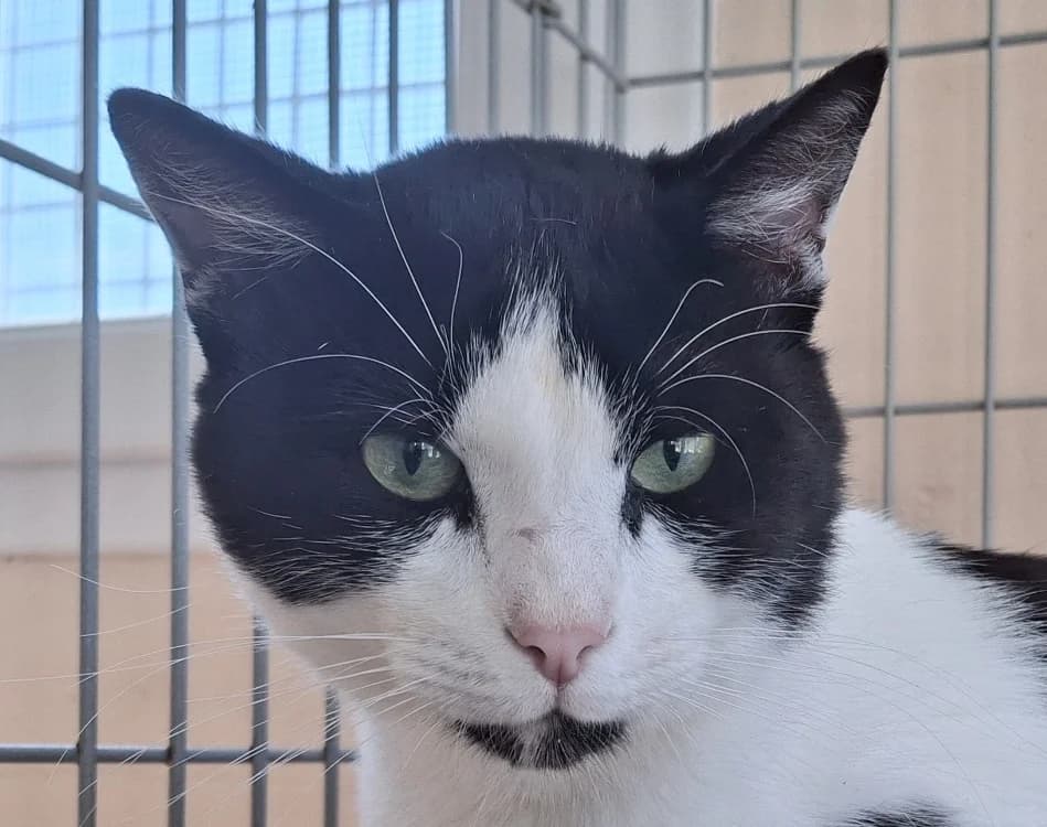 BIBIZ, male 3yo Mixed Breed for adoption at Le Bois Pinson), Bois Pinson