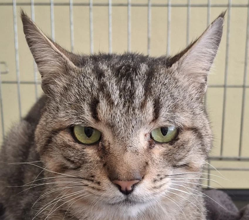ALFONS, male 5yo Mixed Breed for adoption at Le Bois Pinson), Bois Pinson