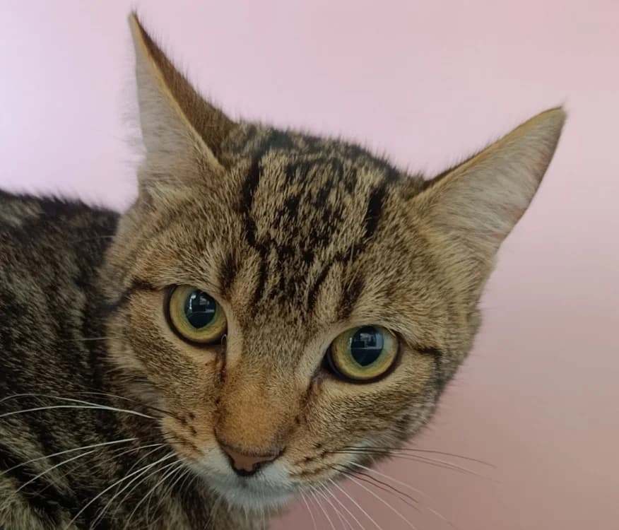 GURVAN, male Mixed Breed for adoption at Le Bois Pinson), Bois Pinson