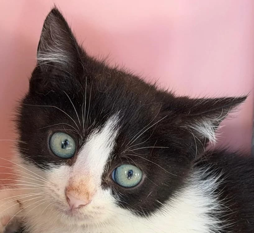 ROZENN, female Mixed Breed for adoption at Le Bois Pinson), Bois Pinson