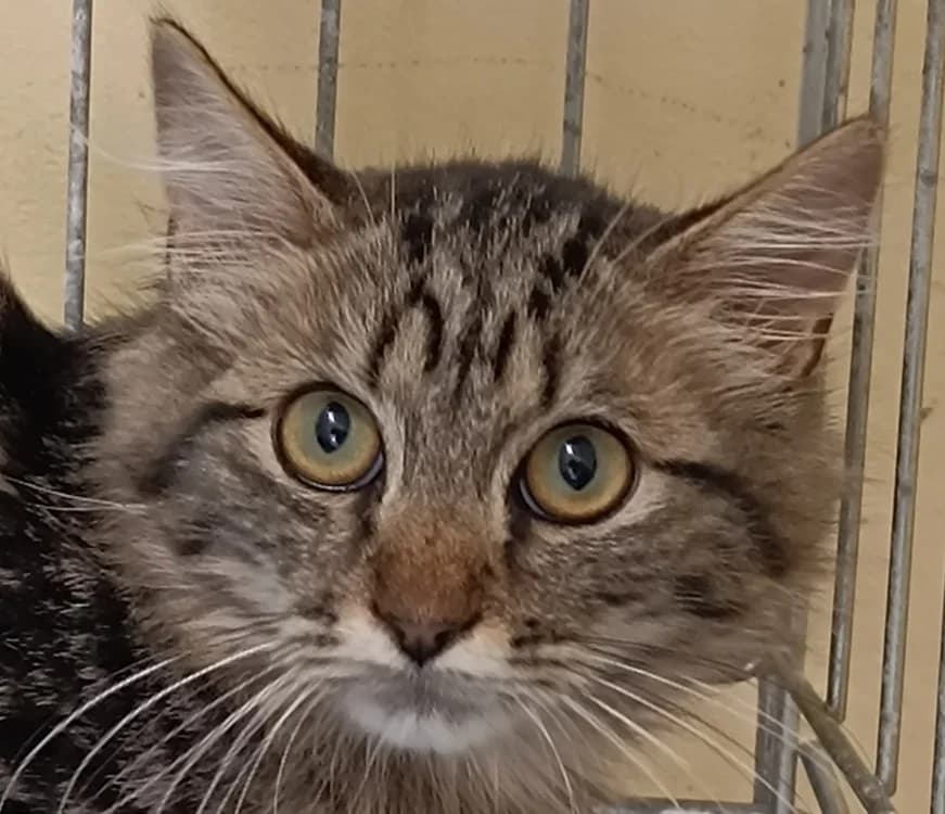 KENAVO, male Mixed Breed for adoption at Le Bois Pinson), Bois Pinson