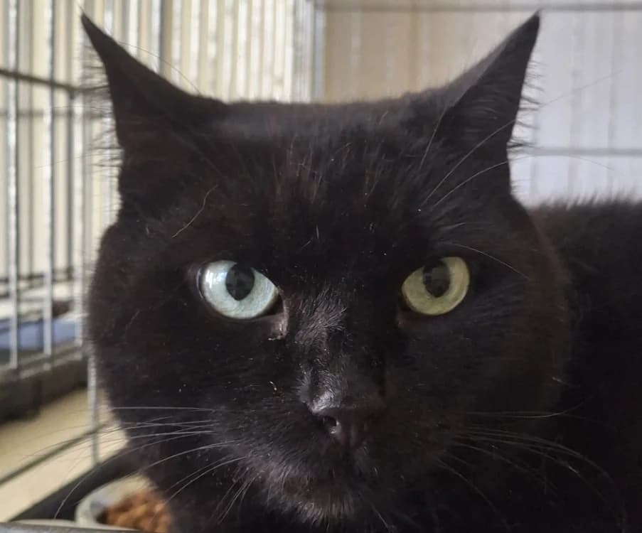 ABYSS, male senior Mixed Breed for adoption at Le Bois Pinson), Bois Pinson