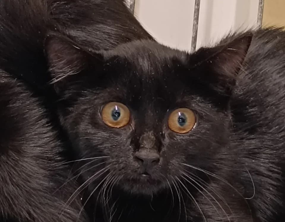 PLOUHA, female Mixed Breed for adoption at Le Bois Pinson), Bois Pinson