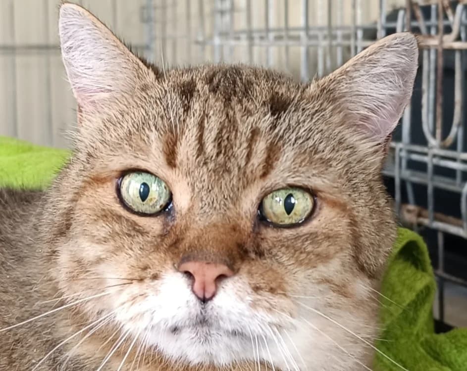 MILOU, male senior mixed breed for adoption at Le Bois Pinson), Bois Pinson