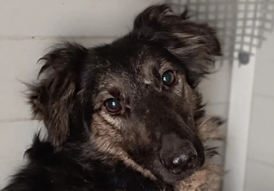 NAKARA, female young Mixed Breed for adoption at Le Bois Pinson), Bois Pinson