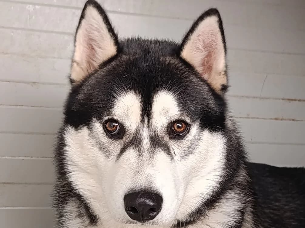 Aiko, male Husky for adoption at Le Bois Pinson), Bois Pinson