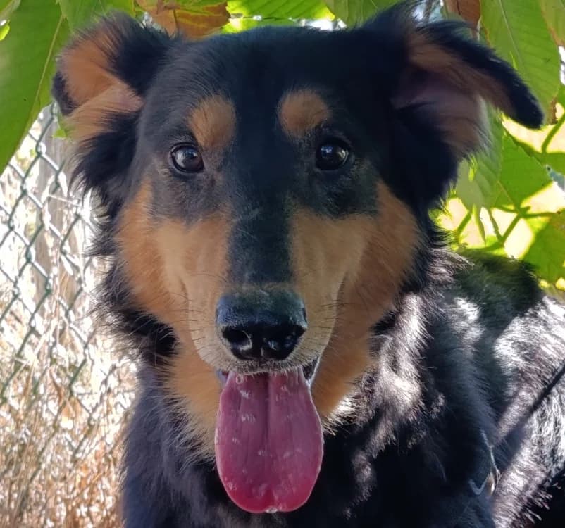 HELIOS, male 4yo Mixed Breed for adoption at Le Bois Pinson), Bois Pinson