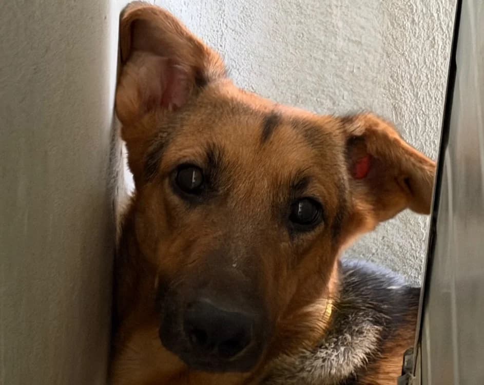 KYONA, female young Mixed Breed for adoption at Le Bois Pinson), Bois Pinson