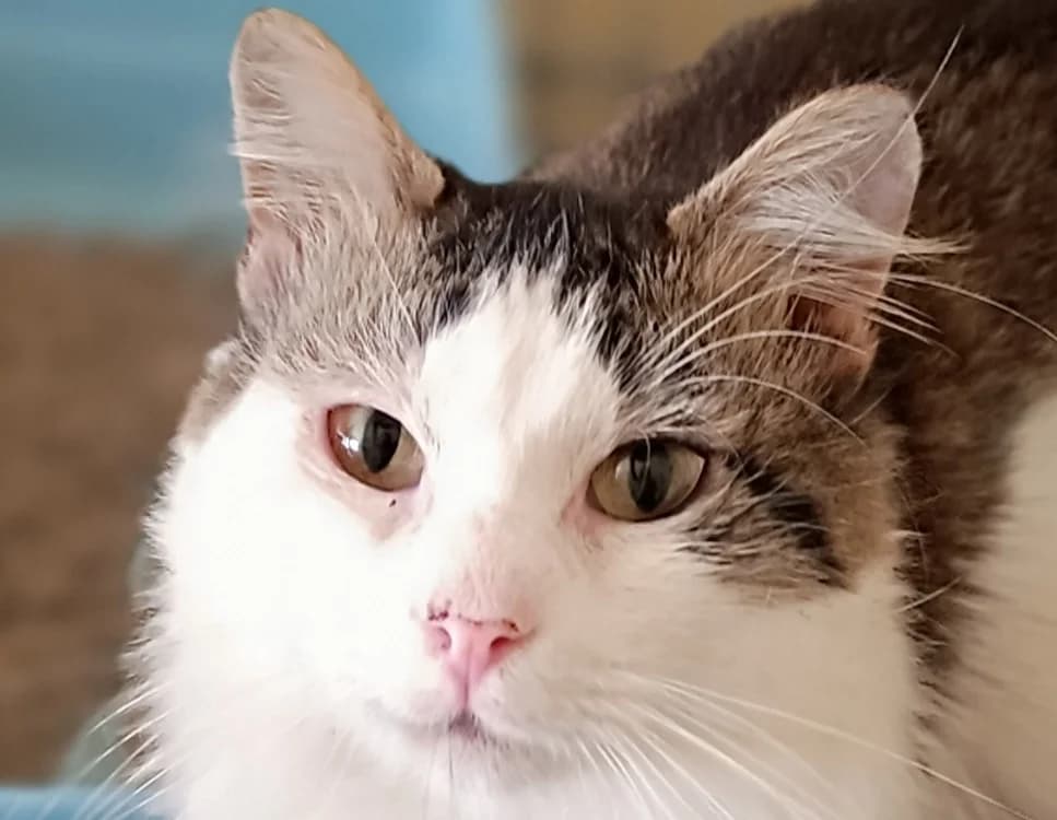 AMICUS, male 4yo Mixed Breed for adoption at Le Bois Pinson), Bois Pinson