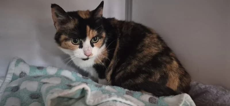 AMBRE, female senior mixed breed for adoption at Haute-Marne), Voillecomte