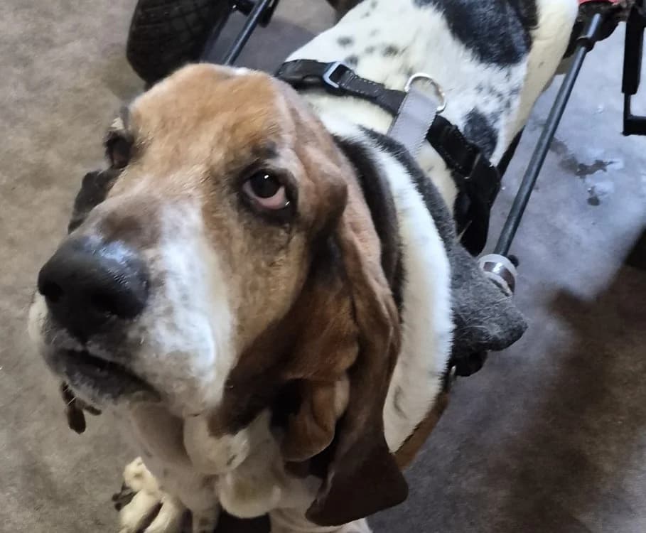 NEWTON, male senior Basset Hound for adoption at Haute-Marne), Voillecomte
