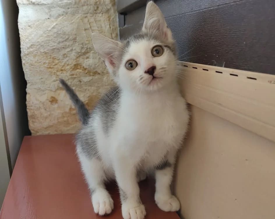SMARTIES, male Mixed Breed for adoption at Haute-Marne), Voillecomte