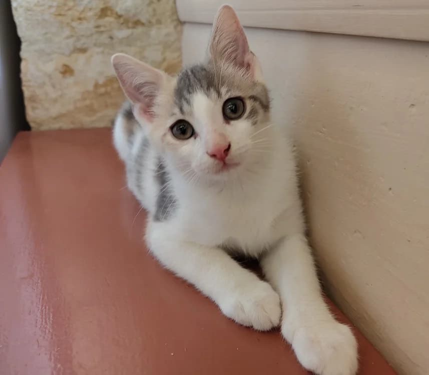 TAGADA, female mixed breed for adoption at Haute-Marne), Voillecomte