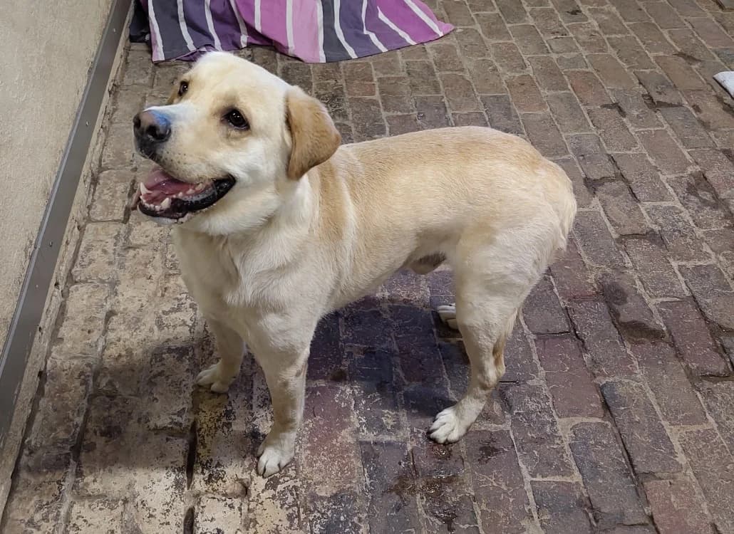 SAMY, male young mixed breed for adoption at Haute-Marne), Voillecomte