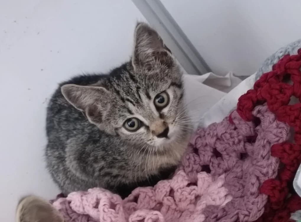 She-Hulk, female Mixed Breed for adoption at Haute-Marne), Voillecomte