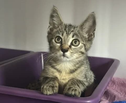Storm, female Mixed Breed for adoption at Haute-Marne), Voillecomte