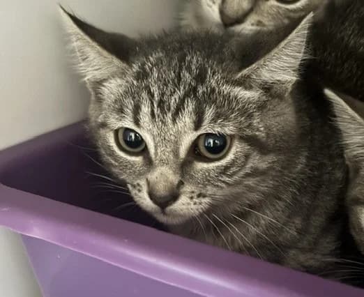Nebula, female Mixed Breed for adoption at Haute-Marne), Voillecomte