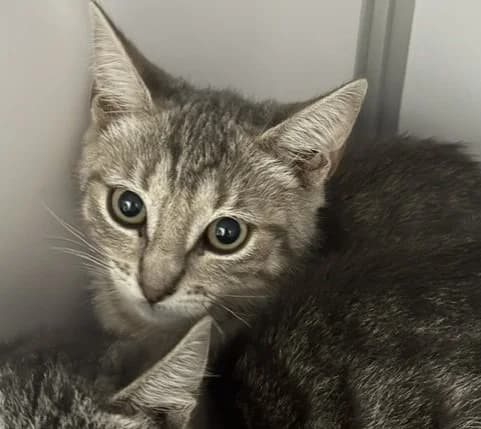 Parker, male Mixed Breed for adoption at Haute-Marne), Voillecomte