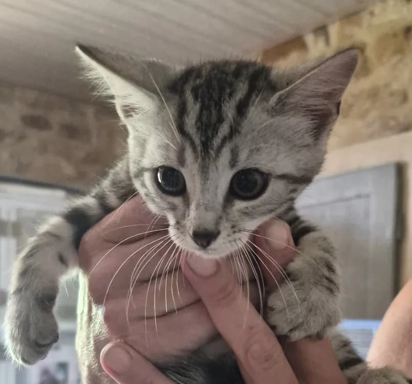 BOWIE, male Mixed Breed for adoption at Haute-Marne), Voillecomte