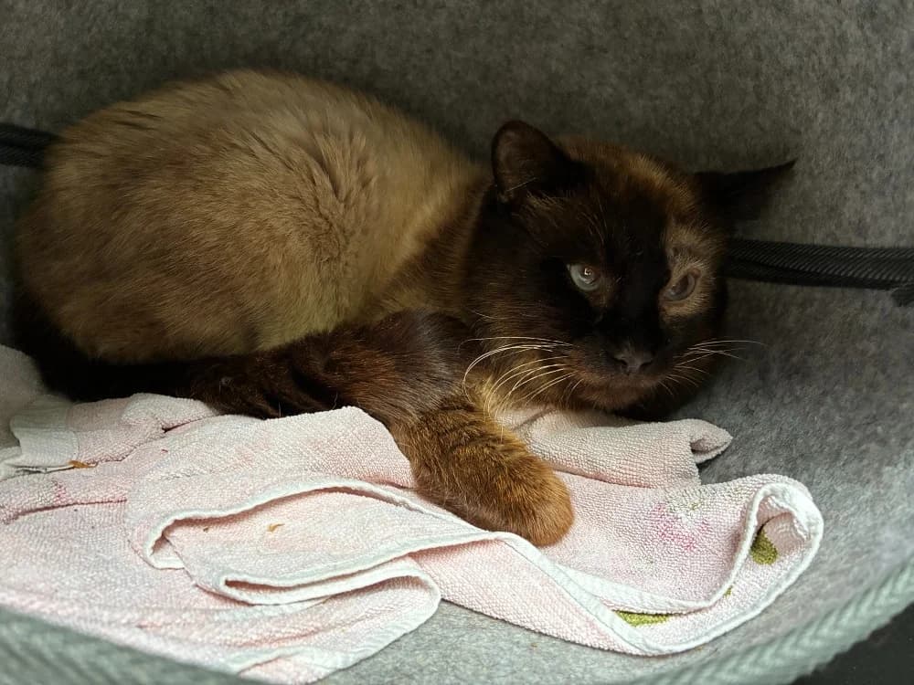 CACAO, male senior Mixed Breed for adoption at Haute-Marne), Voillecomte
