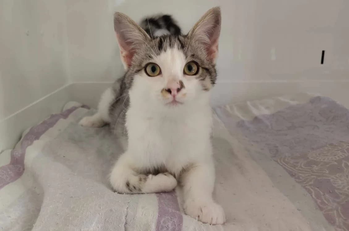 B'AOUT (RESERvE), male puppy Mixed Breed for adoption at Haute-Marne), Voillecomte