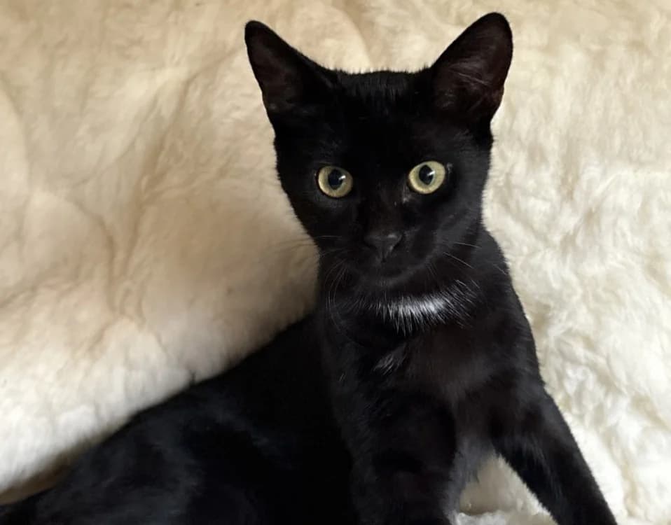 BAGHEERA, male mixed breed for adoption at Haute-Marne), Voillecomte